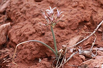 Largeflower Onion (Allium macropetalum)