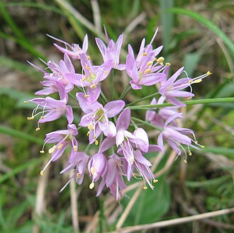 Prairie Onion (Allium stellatum)