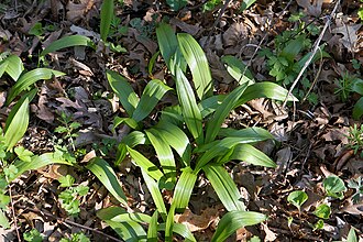 Ramps (Allium tricoccum)
