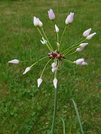 One-leaf Onion (Allium unifolium)