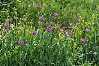 Swamp Onion (Allium validum)