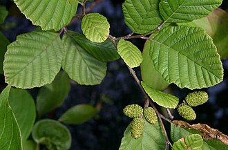 Speckled Alder (Alnus incana)
