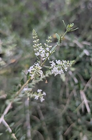Whitebrush (Aloysia gratissima)