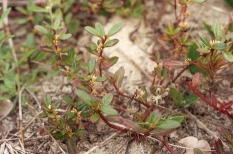 Seaside Joyweed (Alternanthera maritima)
