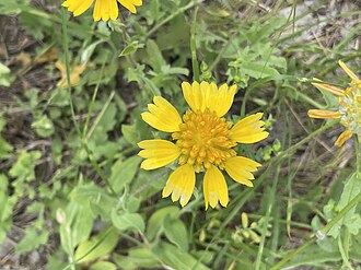 Huisache Daisy (Amblyolepis setigera)