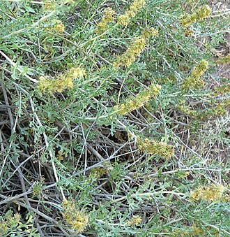White Bursage (Ambrosia dumosa)