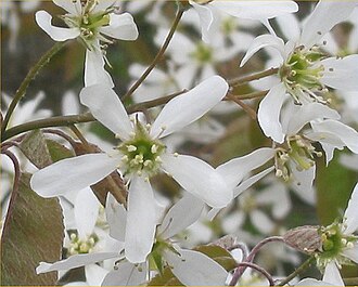 Shadblow Serviceberry (Amelanchier canadensis)