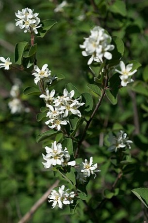 Utah Serviceberry (Amelanchier utahensis)