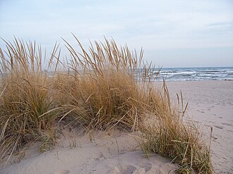 American Beachgrass (Ammophila breviligulata)