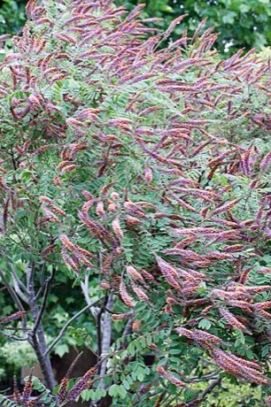 Leadplant (Amorpha canescens)