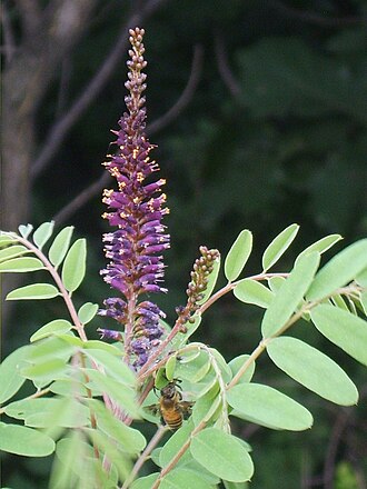 False Indigo Bush (Amorpha fruticosa)