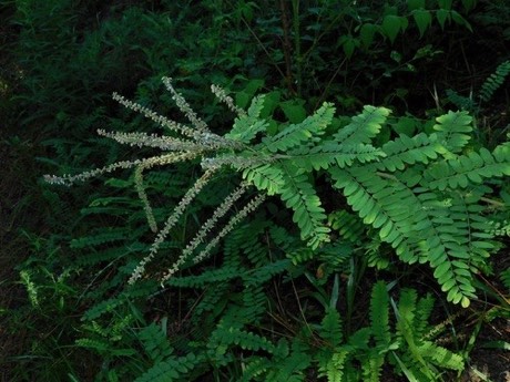 Cluster Leadplant (Amorpha herbacea)