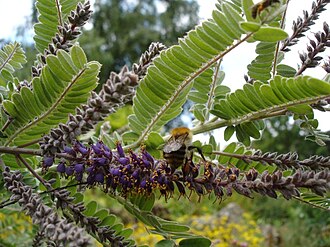 Dwarf Leadplant (Amorpha nana)