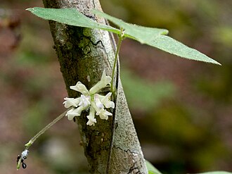 Hog Peanut (Amphicarpaea bracteata)