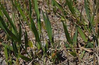 Blue Maidencane (Amphicarpum muehlenbergianum)