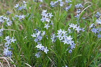 Fringed Bluestar (Amsonia ciliata)