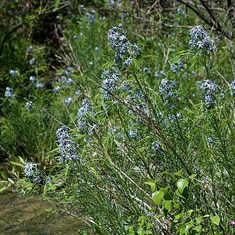 Arkansas Bluestar (Amsonia hubrichtii)