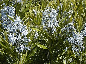 Eastern Bluestar (Amsonia tabernaemontana)