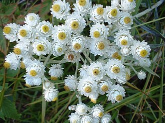 Pearly Everlasting (Anaphalis margaritacea)