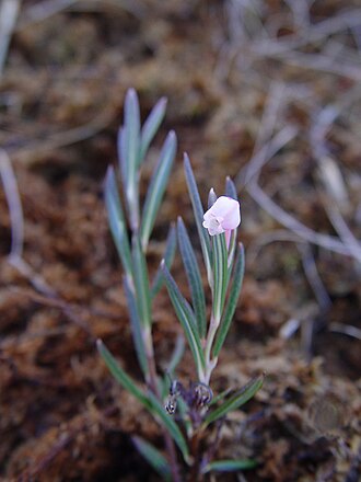 Bog Rosemary (Andromeda polifolia)