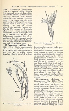 Shortspike Bluestem (Andropogon brachystachyus)