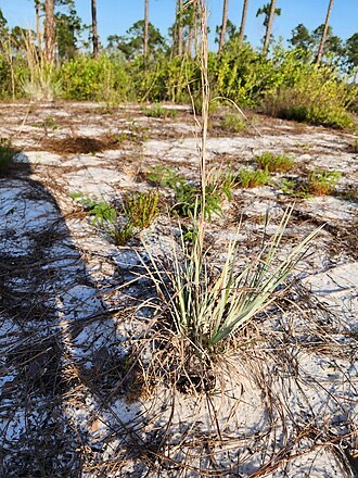 Chalky Bluestem (Andropogon capillipes)