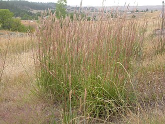 Big Bluestem (Andropogon gerardii)
