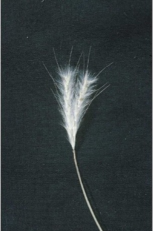 Splitbeard Bluestem (Andropogon ternarius)
