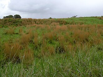 Broomsedge Bluestem (Andropogon virginicus)