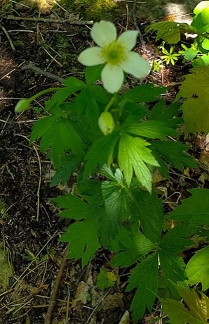 Thimbleweed (Anemone cylindrica)