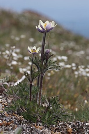 Pacific Anemone (Anemone multifida)