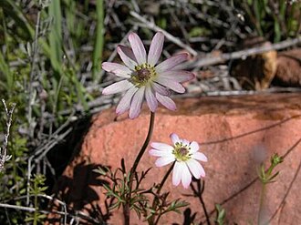 Desert Anemone (Anemone tuberosa)