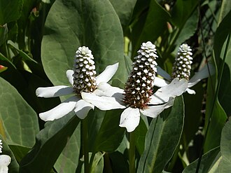 Yerba Mansa (Anemopsis californica)