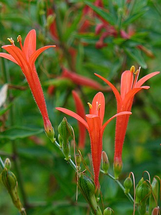 Flame Acanthus (Anisacanthus quadrifidus)