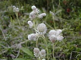 Alpine Pussytoes (Antennaria alpina)