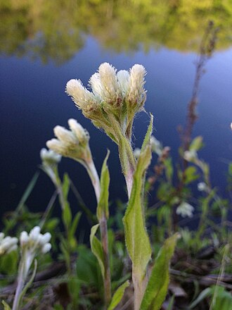 Plantainleaf Pussytoes (Antennaria plantaginifolia)