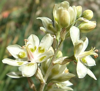 Mountain Death Camas (Anticlea elegans)