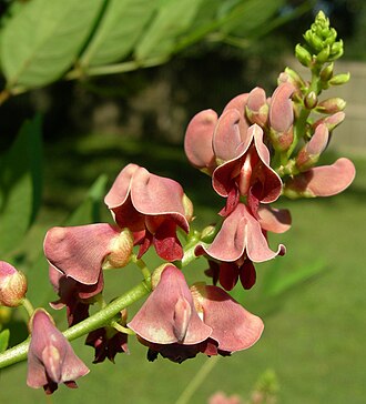 Groundnut (Apios americana)