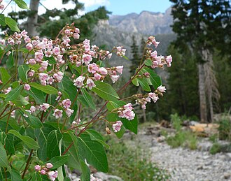 Spreading Dogbane (Apocynum androsaemifolium)