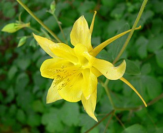 Golden Columbine (Aquilegia chrysantha)