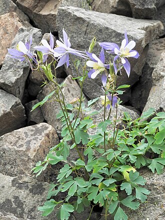 Colorado Blue Columbine (Aquilegia coerulea)