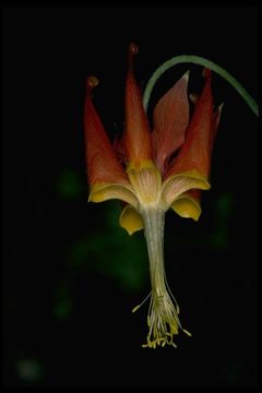 Serpentine Columbine (Aquilegia eximia)