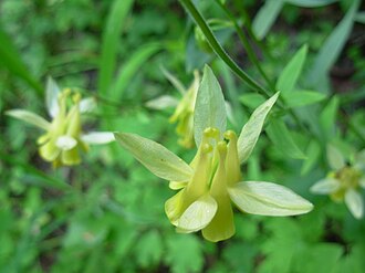 Yellow Columbine (Aquilegia flavescens)