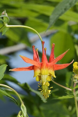 Western Columbine (Aquilegia formosa)