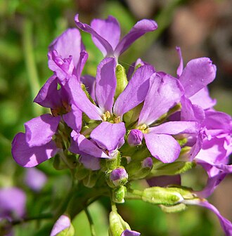 Coast Rock Cress (Arabis blepharophylla)