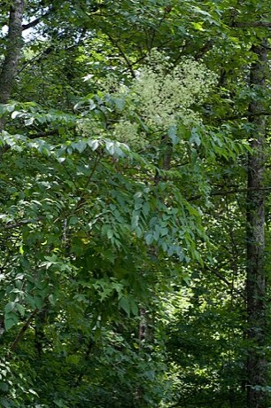Devil's Walking Stick (Aralia spinosa)