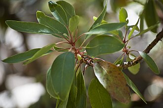 Arizona Madrone (Arbutus arizonica)