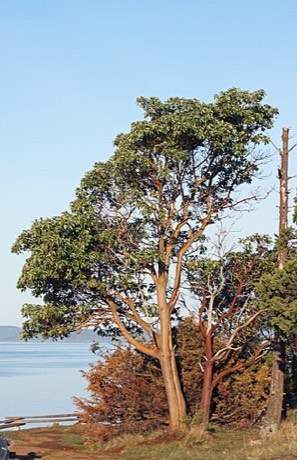Pacific Madrone (Arbutus menziesii)