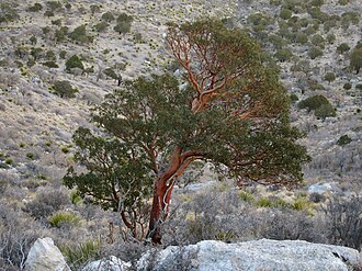 Texas Madrone (Arbutus xalapensis)