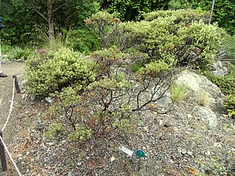 Baker's Manzanita (Arctostaphylos bakeri)